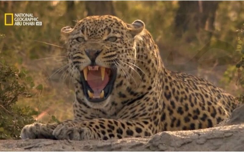 تردد قناة ناشيونال جيوغرافيك ابوظبي 2022 عالم الحيوان لمشاهدة الأفلام الوثائقية حول الطبيعة