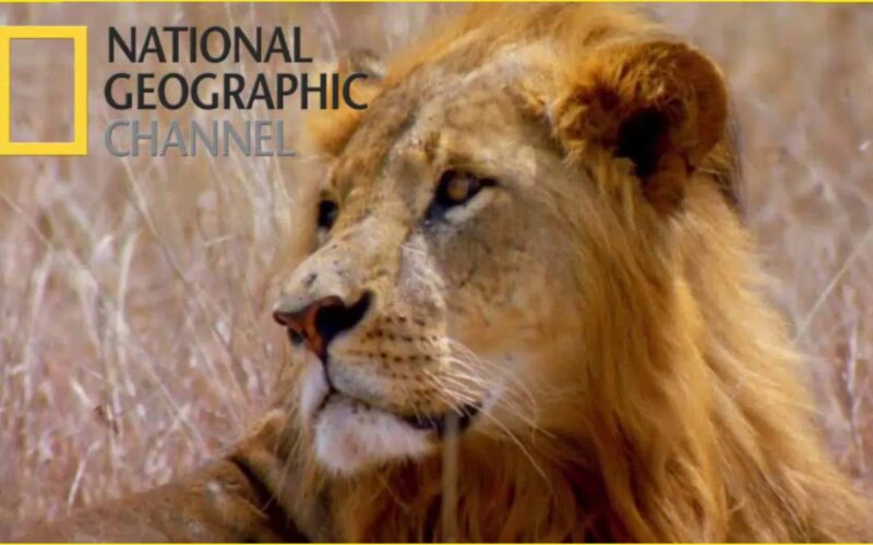 استقبل تردد قناة ناشيونال جيوغرافيك 2023 أبو ظبي المفتوحة HD لمتابعة برامج عالم الحيوان