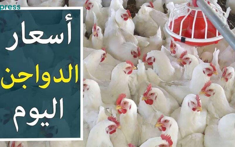 بورصة الدواجن.. اسعار الفراخ البيضاء اليوم للمستهلك الثلاثاء 5 مارس 2024 بكام البيض والكتكوت الأبيض