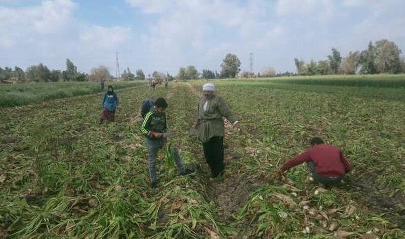 القناة الأولى تبرز ارتفاع معدلات توريد محصول بنجر السكر في الشرقية – أخبار مصر