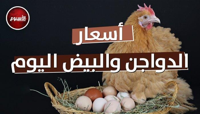 أسعار الدواجن والبيض بـ مصر اليوم الجمعة 19 أبريل 2024 في الأسواق والمزارع