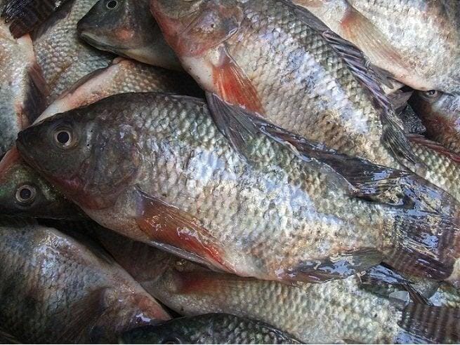 استقرار أسعار الأسماك اليوم الجمعة 19 أبريل 2024 في الأسواق