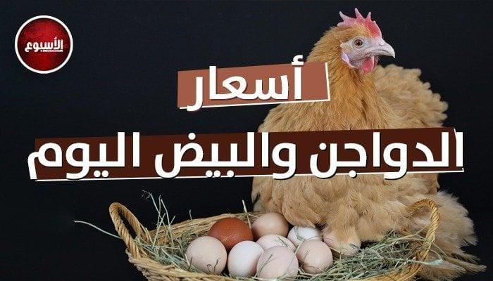 أسعار الدواجن والبيض اليوم السبت 20 أبريل 2024.. الفراخ الحمراء بـ 95 جنيهًا