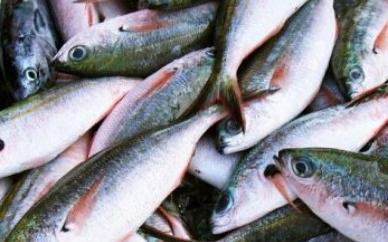 رئيس شعبة الأسماك بـ الإسماعيلية: انخفاض الأسعار بنسبة 30%