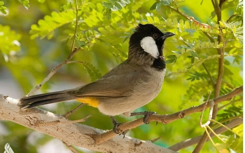 دراسة تكشف سببا غريبا يعيق نمو الطيور » وكالة الأنباء العراقية