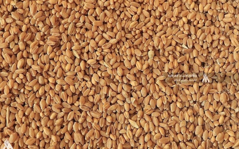 التجارة تعلن استلام 270 ألف طن من الحنطة حتى الآن » وكالة الأنباء العراقية