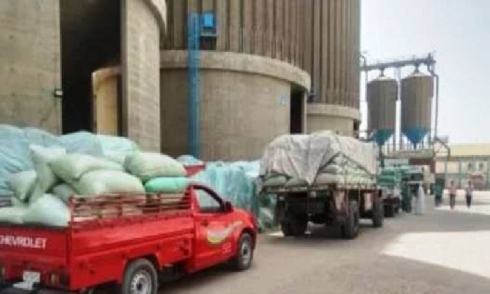 أسوان تحقق زيادة 112.7% في توريد القمح بـ 551 ألف طن منذ بدء الموسم
