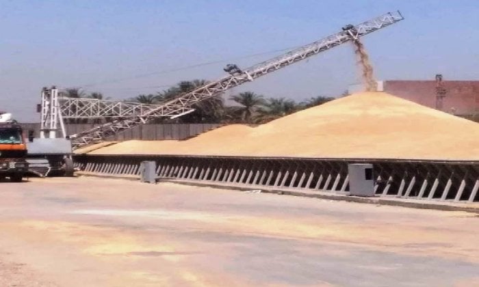 ارتفاع توريد القمح في أسوان: 113% فوق المستهدف يعزز الأمن الغذائي