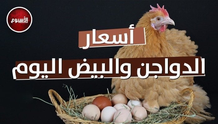 تحديث أسعار الدواجن والبيض اليوم: الإثنين 23 يونيو 2025