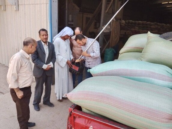 حصاد القمح في المنيا: 511 ألف طن ومراقبة مستمرة
