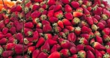 مصر تحقق إنجازاً عالمياً في تصدير الفراولة المجمدة وتستحوذ على 27% من السوق العالمي في 2024