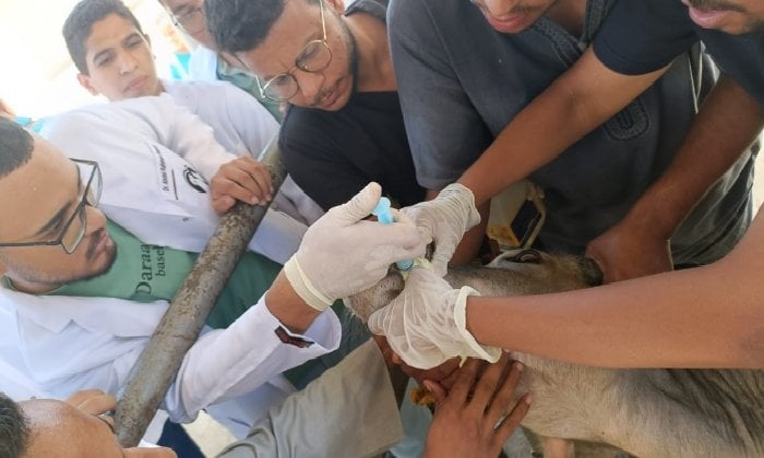 قوافل بيطرية بسوهاج: معالجة 843 حيوانًا في الكولة