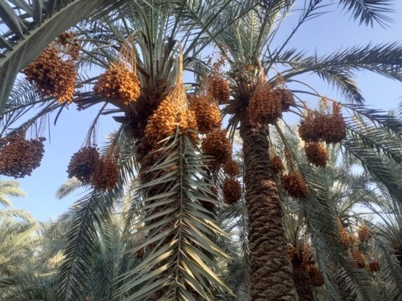 مصر: رائدة إنتاج التمور في سباق نحو التصدير