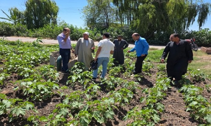 معا ضد التحديات: ندوات لمزارعي القطن لمواجهة الآفات والمناخ في البحيرة