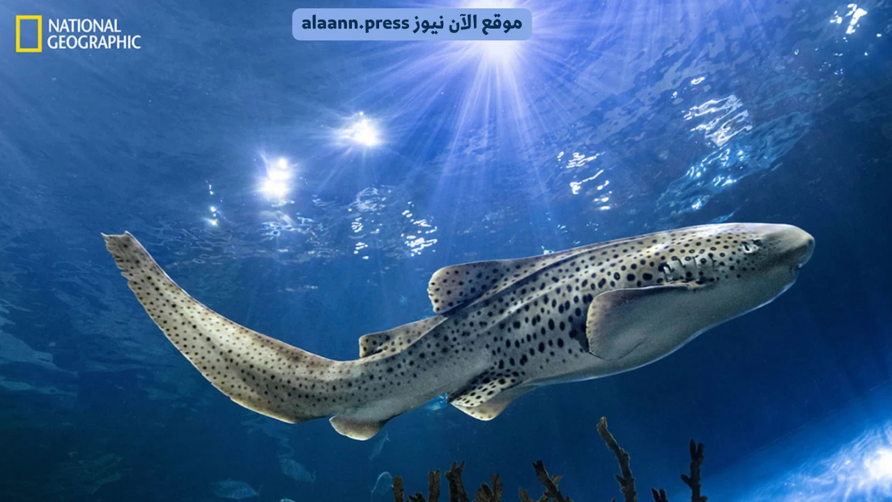 رحلات الحيوانات المذهلة.. نزل تردد قناة ناشيونال جيوغرافيك ابو ظبي 2025 وتابع أقوى البرامج الوثائقية HD